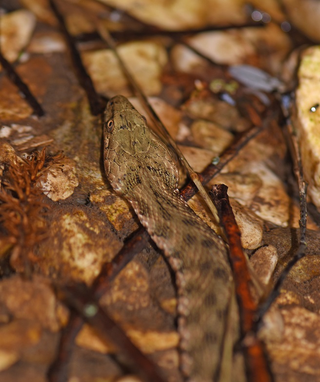 Natrix tessellata